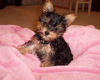 Loving Previous Yorkie Puppies